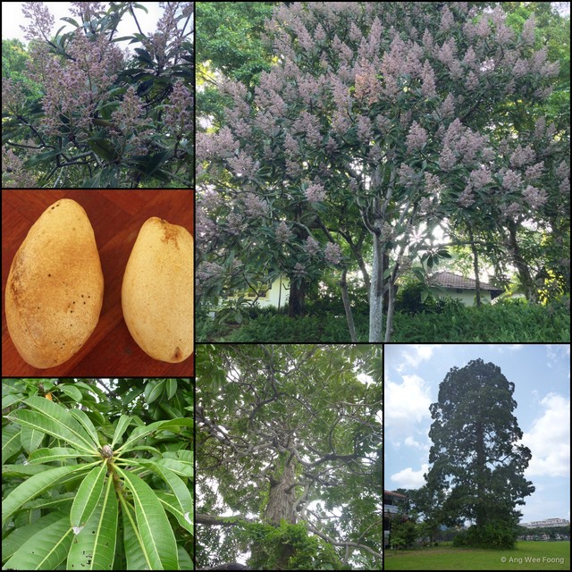 Mangifera caesia•&copy; Ang Wee Foong•All Rights Reserved