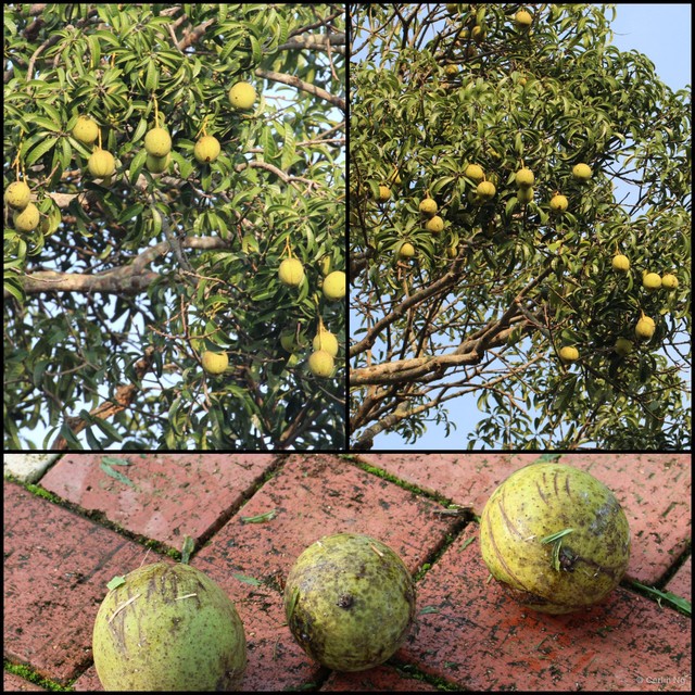 Mangifera foetida•&copy; Cerlin Ng•All Rights Reserved