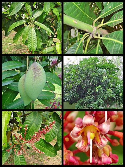Mangifera indica•&copy; Ong Kwan Han•All Rights Reserved