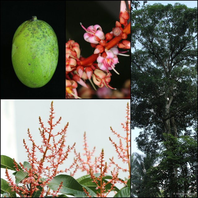 Mangifera odorata•&copy; Ang Wee Foong•All Rights Reserved