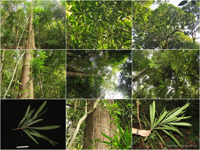 Mangifera subsessilifolia•&copy; Reuben Chong Jin Lim•All Rights Reserved