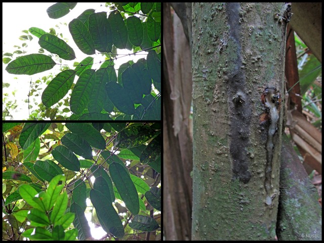 Dacryodes rostrata•&copy; NUSBL•All Rights Reserved