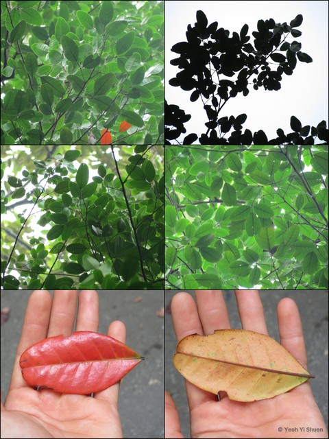 Sandoricum beccarianum•&copy; Yeoh Yi Shuen•All Rights Reserved