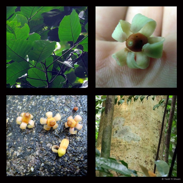 Sandoricum koetjape•&copy; Yeoh Yi Shuen•All Rights Reserved