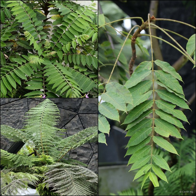 Toona sinensis•&copy; Cerlin Ng•All Rights Reserved