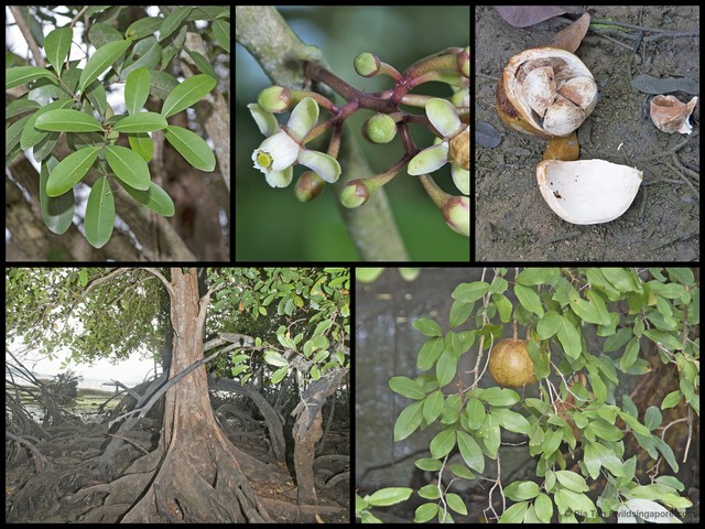 Xylocarpus granatum•&copy; Ria Tan•All Rights Reserved