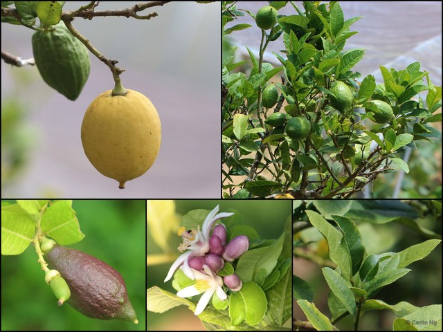 Citrus limon•&copy; Cerlin Ng•All Rights Reserved