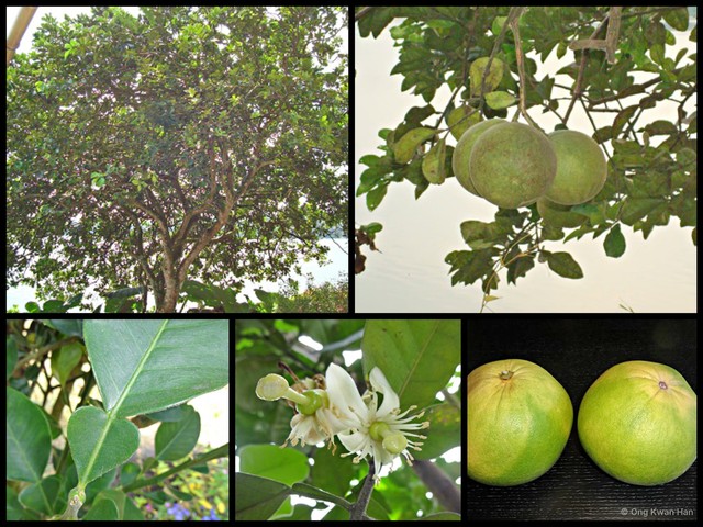 Citrus maxima•&copy; Ong Kwan Han•All Rights Reserved