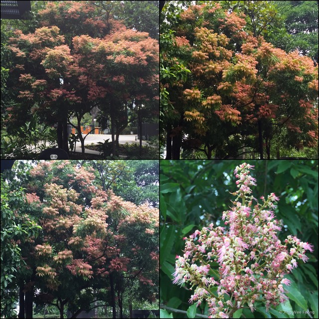 Amesiodendron chinense•&copy; Ang Wee Foong•All Rights Reserved