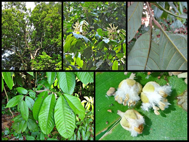 Dimocarpus longan malesianus•&copy; Ong Kwan Han•All Rights Reserved