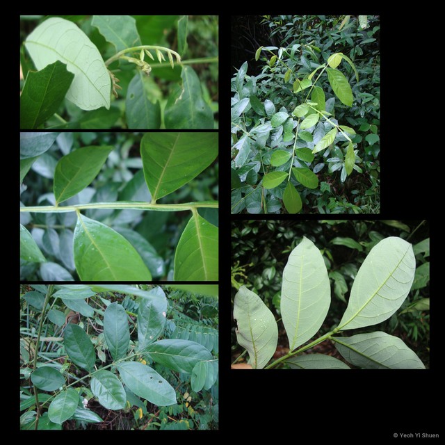 Guioa pleuropteris•&copy; Yeoh Yi Shuen•All Rights Reserved