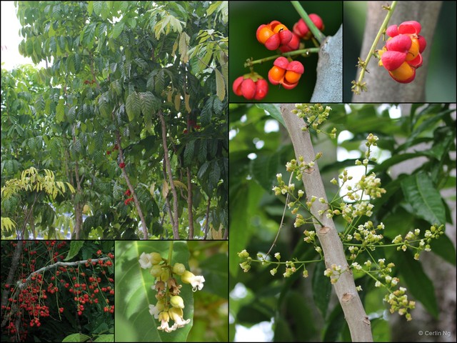 Harpullia ramiflora•&copy; Cerlin Ng•All Rights Reserved