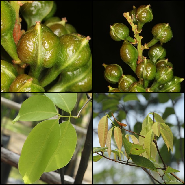 Mischocarpus sundaicus•&copy; Ang Wee Foong•All Rights Reserved