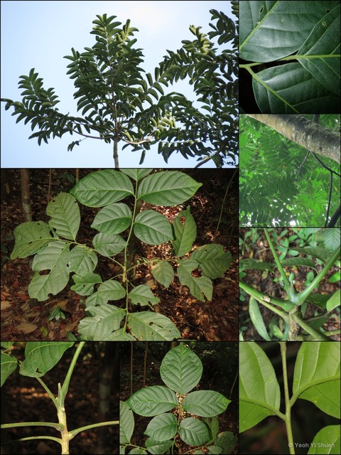 Ailanthus integrifolia•&copy; Yeoh Yi Shuen•All Rights Reserved