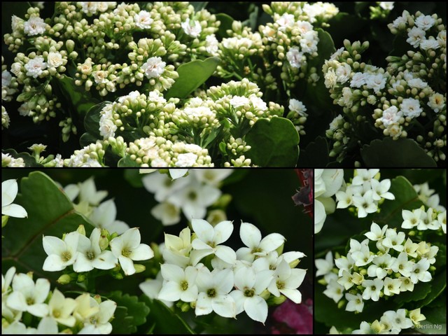 Kalanchoe (Kalanchoe) blossfeldiana•&copy; Cerlin Ng•All Rights Reserved