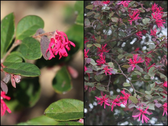 Loropetalum chinense var. rubrum•&copy; Cerlin Ng•All Rights Reserved