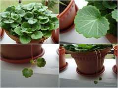 Saxifraga stolonifera Curtis