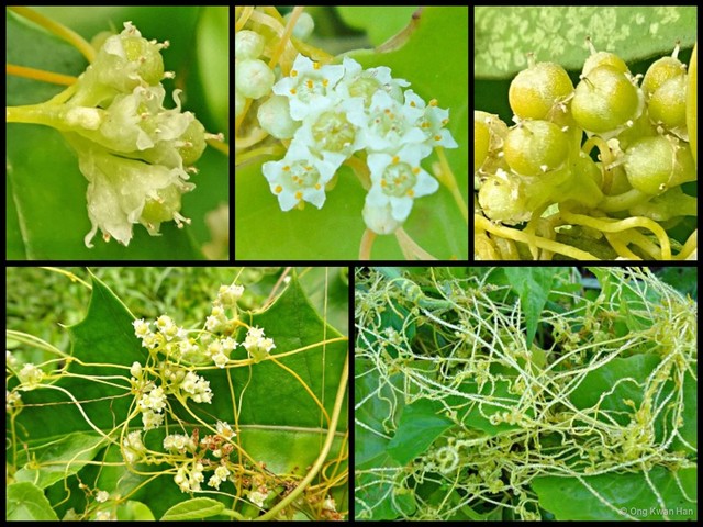 Cuscuta (Grammica) australis•&copy; Ong Kwan Han•All Rights Reserved