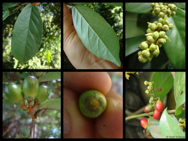 Erycibe tomentosa•&copy; Yeoh Yi Shuen•All Rights Reserved