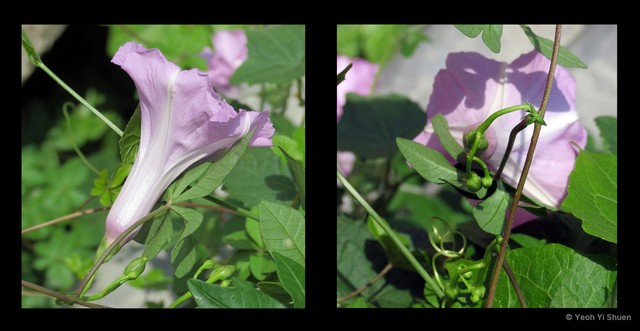 Ipomoea cairica•&copy; Yeoh Yi Shuen•All Rights Reserved