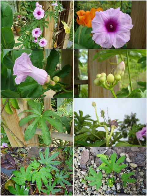 Ipomoea mauritiana•&copy; Ong Kwan Han•All Rights Reserved