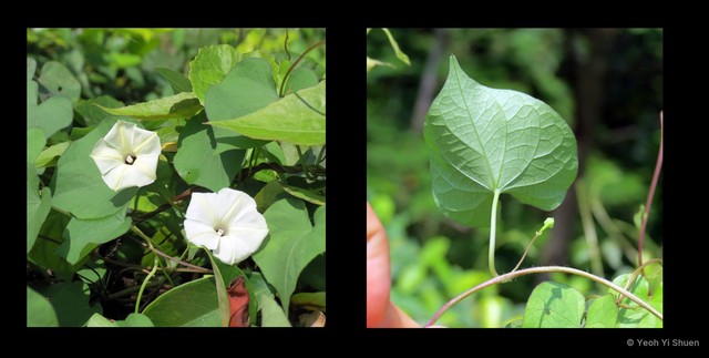 Ipomoea obscura•&copy; Yeoh Yi Shuen•All Rights Reserved