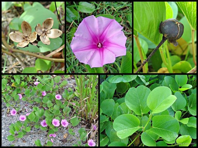 Ipomoea pes-caprae•&copy; Ong Kwan Han•All Rights Reserved