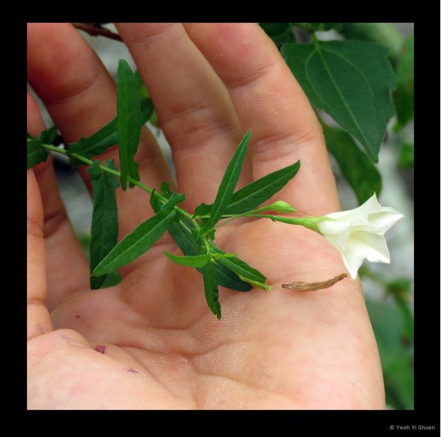 Xenostegia tridentata tridentata•&copy; Yeoh Yi Shuen•All Rights Reserved