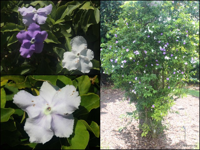 Brunfelsia pauciflora•&copy; Cerlin Ng•All Rights Reserved