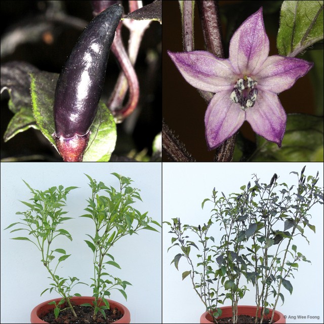 Capsicum annuum•&copy; Ang Wee Foong•All Rights Reserved