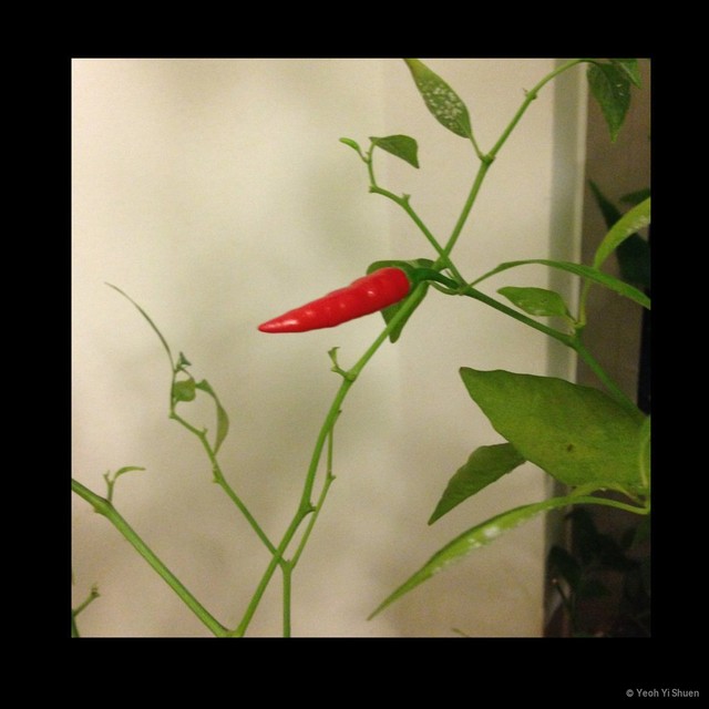Capsicum frutescens•&copy; Yeoh Yi Shuen•All Rights Reserved