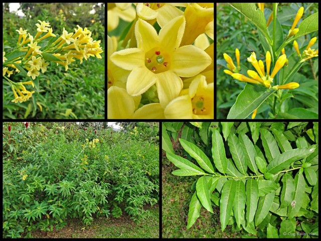 Cestrum aurantiacum•&copy; Ong Kwan Han•All Rights Reserved