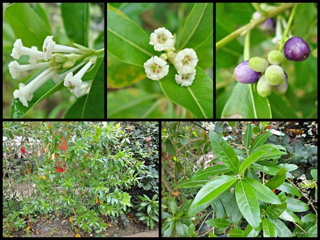 Cestrum diurnum•&copy; Ong Kwan Han•All Rights Reserved