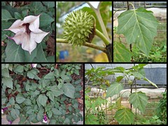 Datura metel L.