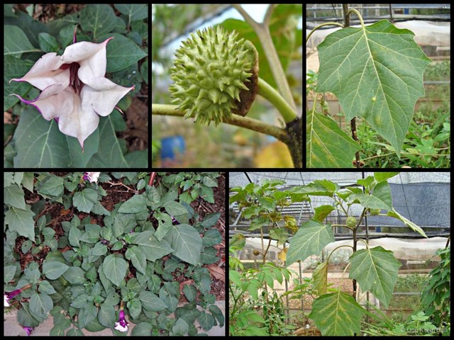 Datura metel•&copy; Ong Kwan Han•All Rights Reserved