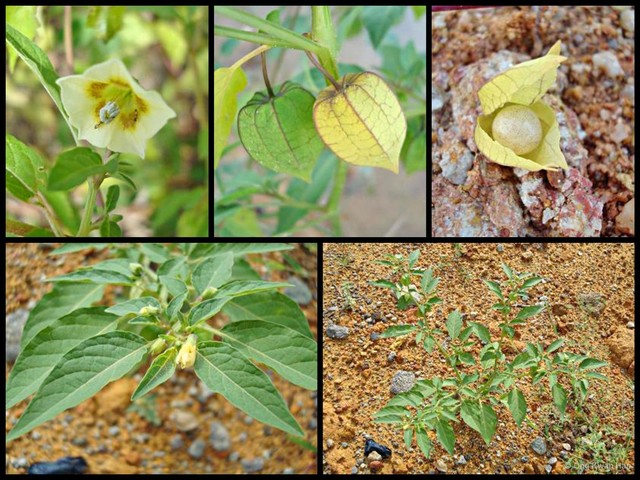 Physalis angulata•&copy; Ong Kwan Han•All Rights Reserved