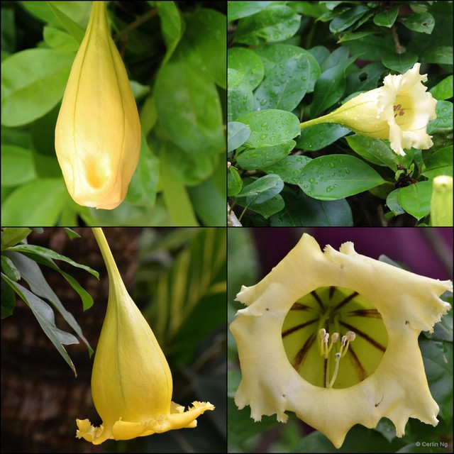 Solandra longiflora•&copy; Cerlin Ng•All Rights Reserved