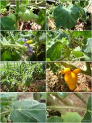 Solanum (Leptostemonum) mammosum L.