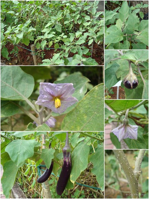 Solanum (Leptostemonum) melongena•&copy; Ong Kwan Han•All Rights Reserved