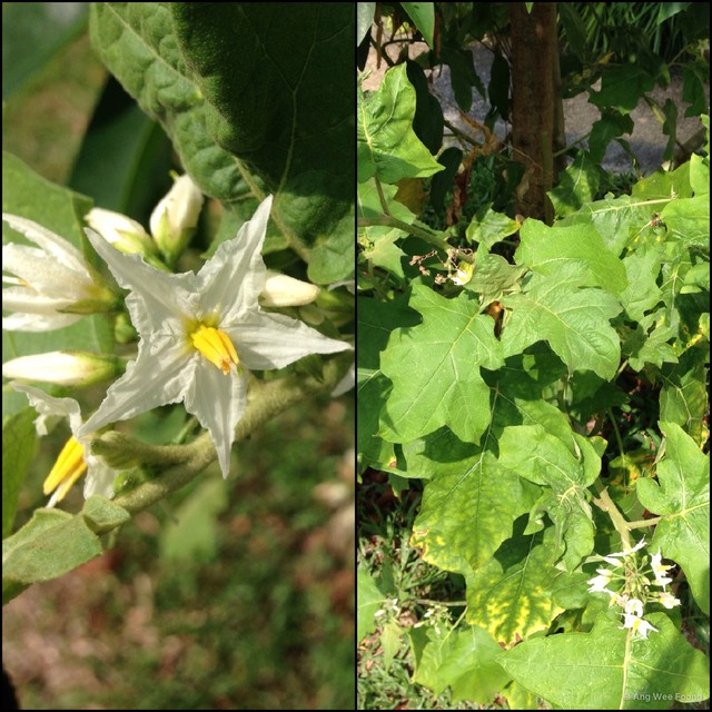 Solanum nigrum•&copy; Ang Wee Foong•All Rights Reserved