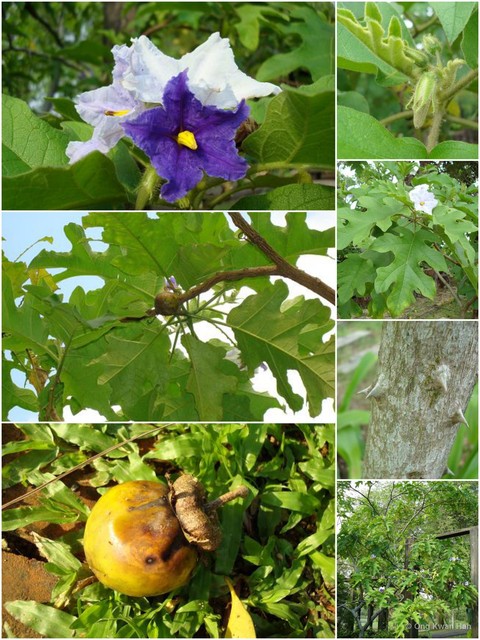Solanum (Leptostemonum) wrightii•&copy; Ong Kwan Han•All Rights Reserved