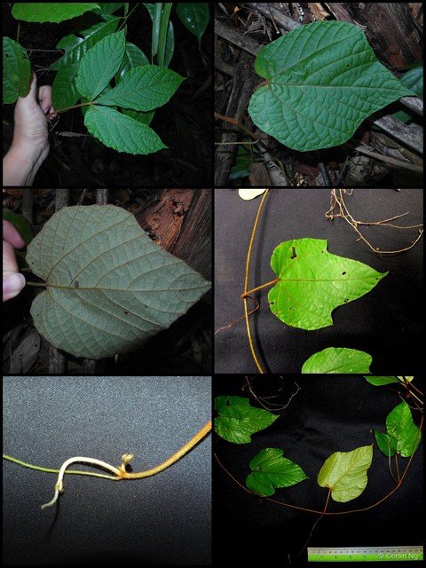 Ampelocissus cinnamomea•&copy; Cerlin Ng•All Rights Reserved