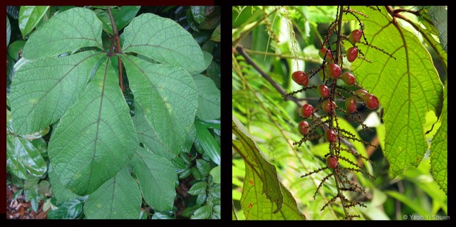 Ampelocissus elegans•&copy; Yeoh Yi Shuen•All Rights Reserved