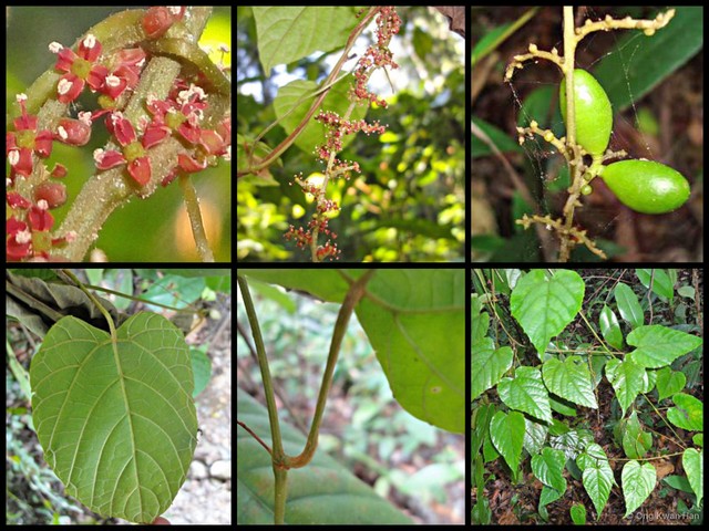 Ampelocissus gracilis•&copy; Ong Kwan Han•All Rights Reserved