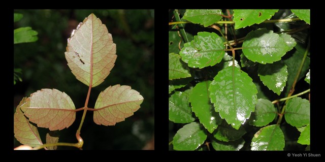 Causonis trifolia•&copy; Yeoh Yi Shuen•All Rights Reserved