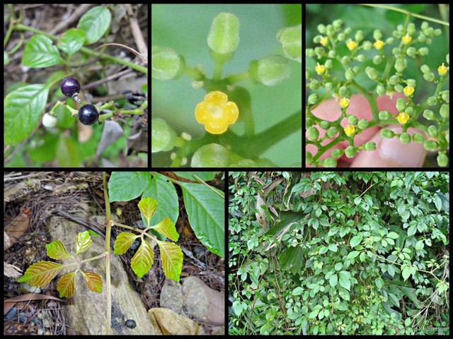 Cayratia japonica•&copy; Ong Kwan Han•All Rights Reserved