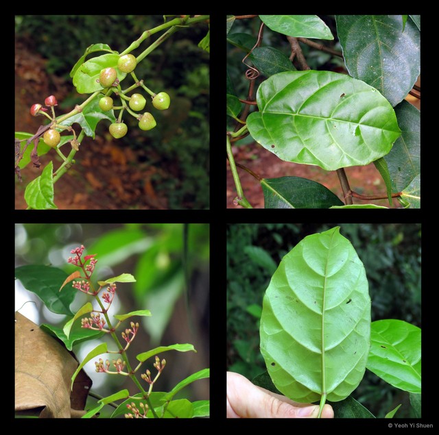 Cissus nodosa•&copy; Yeoh Yi Shuen•All Rights Reserved