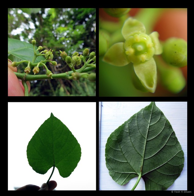 Cissus repens•&copy; Yeoh Yi Shuen•All Rights Reserved
