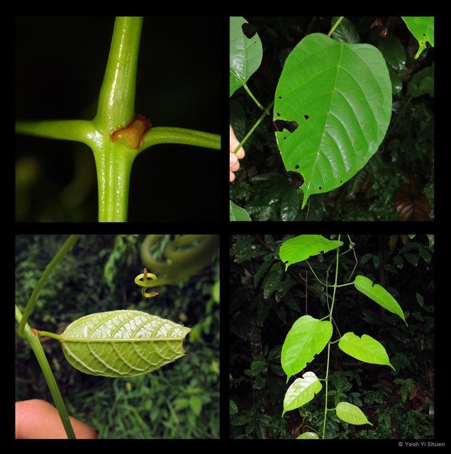 Cissus rostrata•&copy; Yeoh Yi Shuen•All Rights Reserved