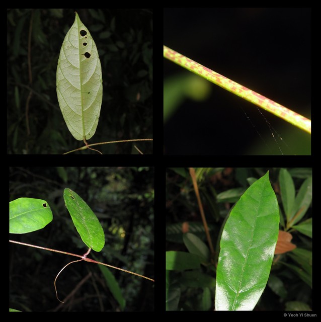 Pterisanthes eriopoda•&copy; Yeoh Yi Shuen•All Rights Reserved